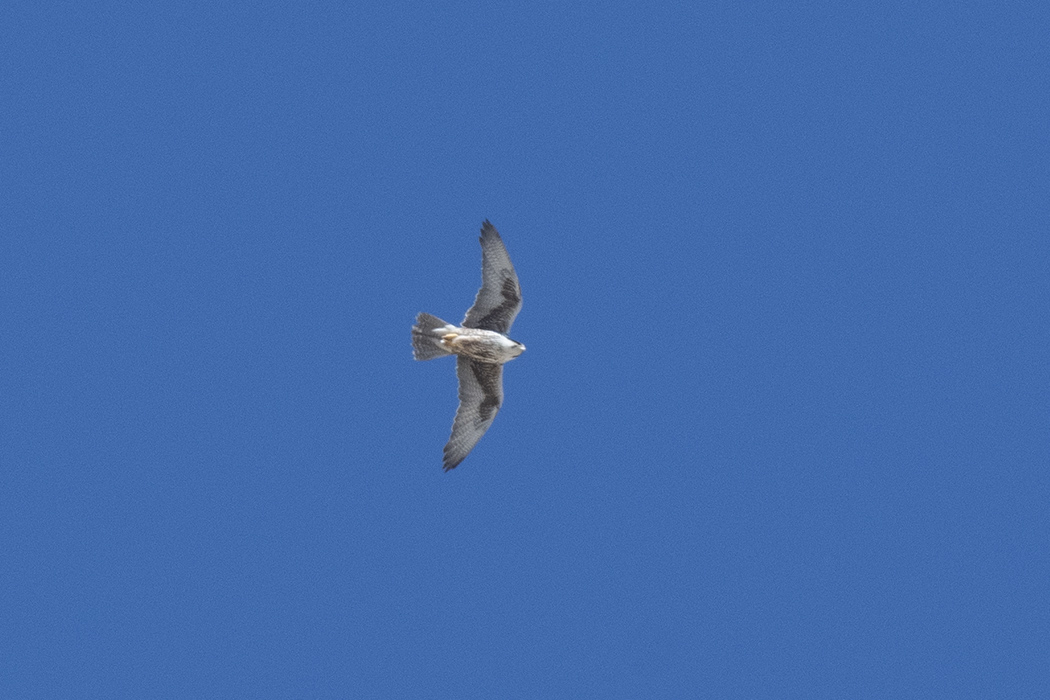 Saker Falcon